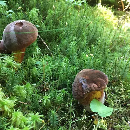 아파트 Statek Stranovice 2 Velky *